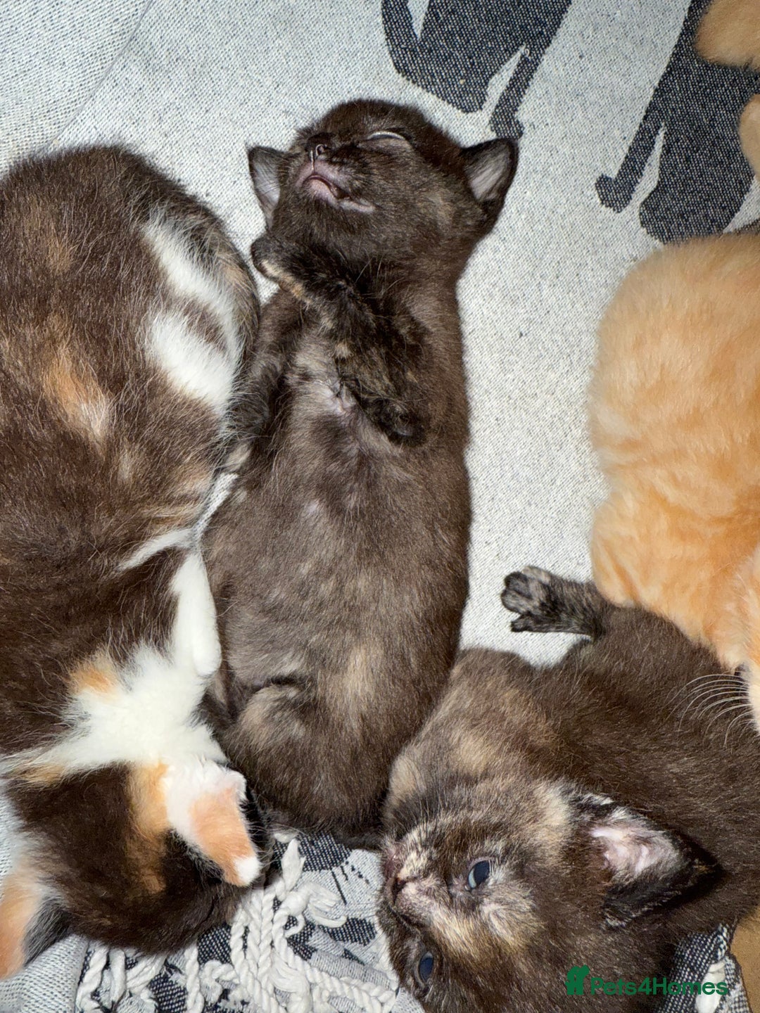 Devon Rex cats for sale: Adorable first generation permitted outcross - Image 14