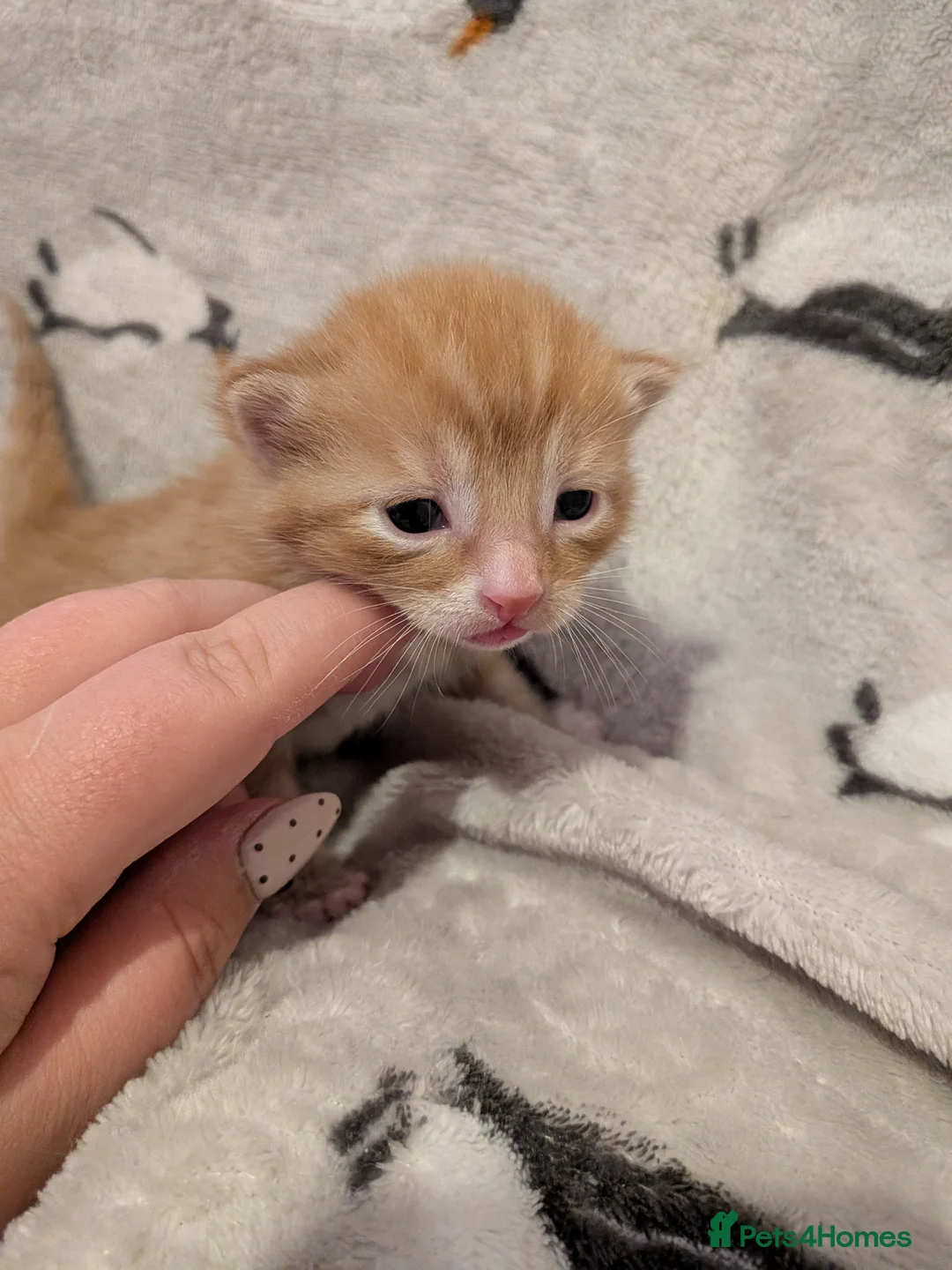 Mixed Breed cats for sale: Gorgeous mixed breed kittens - Advert 12