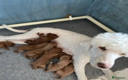 Australian Labradoodle dogs for sale: Australian Labradoodle puppies  - Image 32