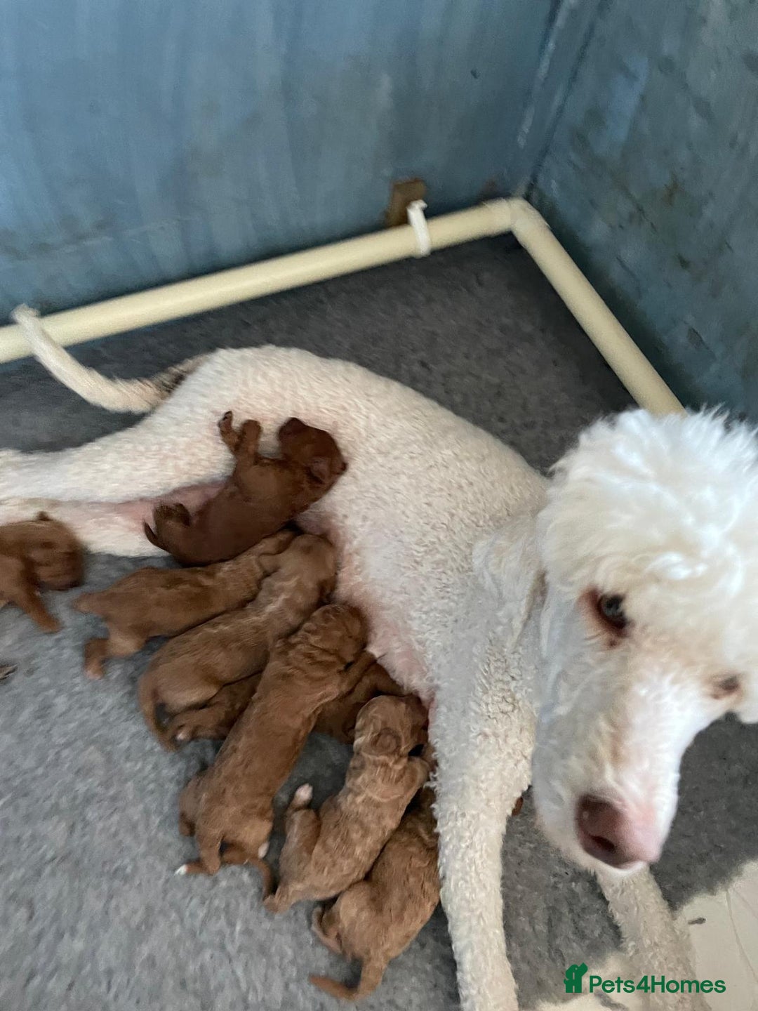 Australian Labradoodle dogs for sale: Australian Labradoodle puppies  - Image 32