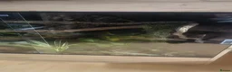 Snake reptiles for sale: Hog Island Boa in Knutsford - Advert 3