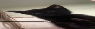 Domestic Shorthair 2