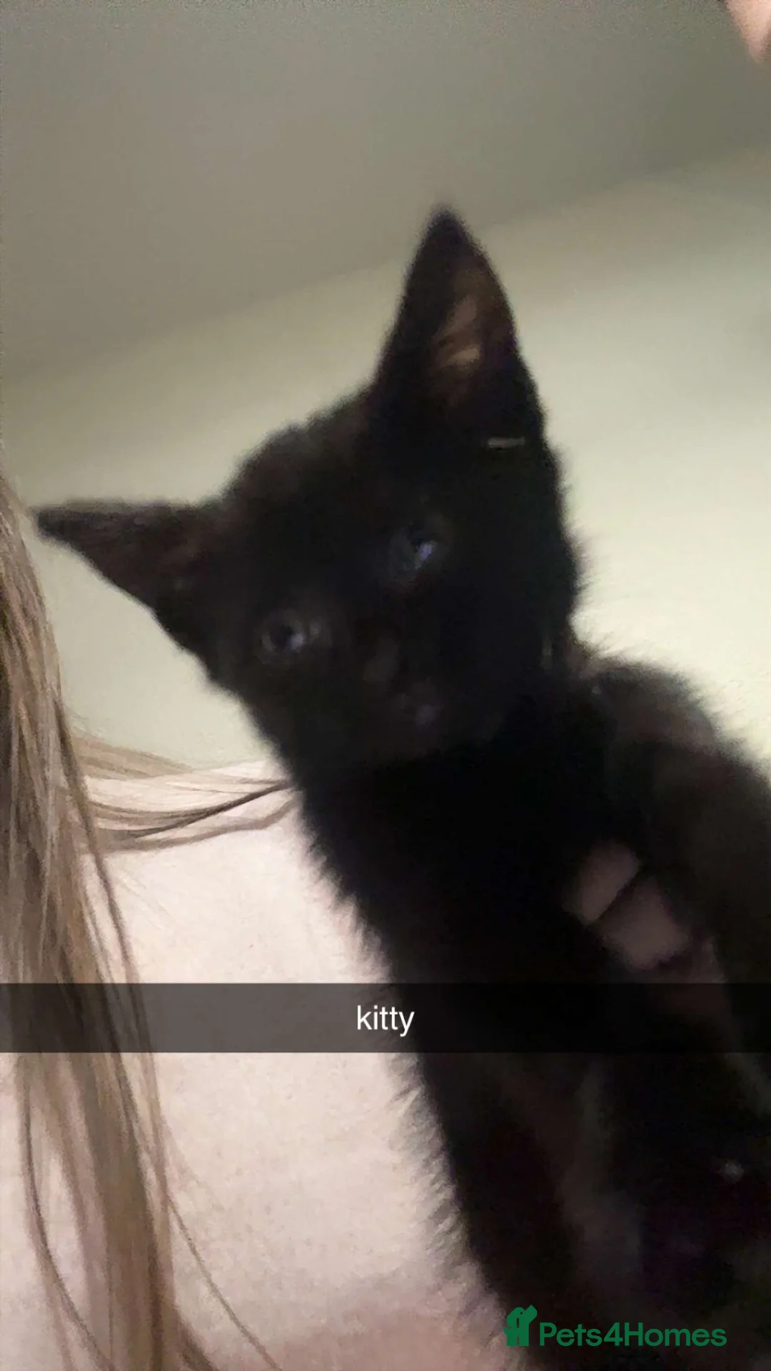 Domestic Shorthair cats for sale: 2 Beautiful black cats, are in need of a new home. in Bilston - Advert 2