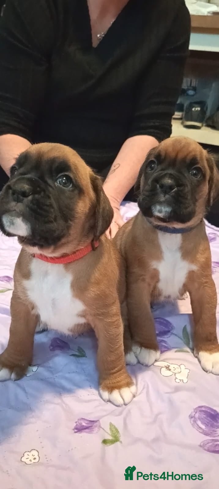 Boxer dogs Beautiful Boxer Pups - Advert 4