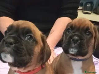 Boxer dogs Beautiful Boxer Pups - Advert 4