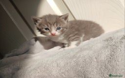 Russian Blue cats for sale: Russain blue x Maine coon Kittens for Sale - Image 3