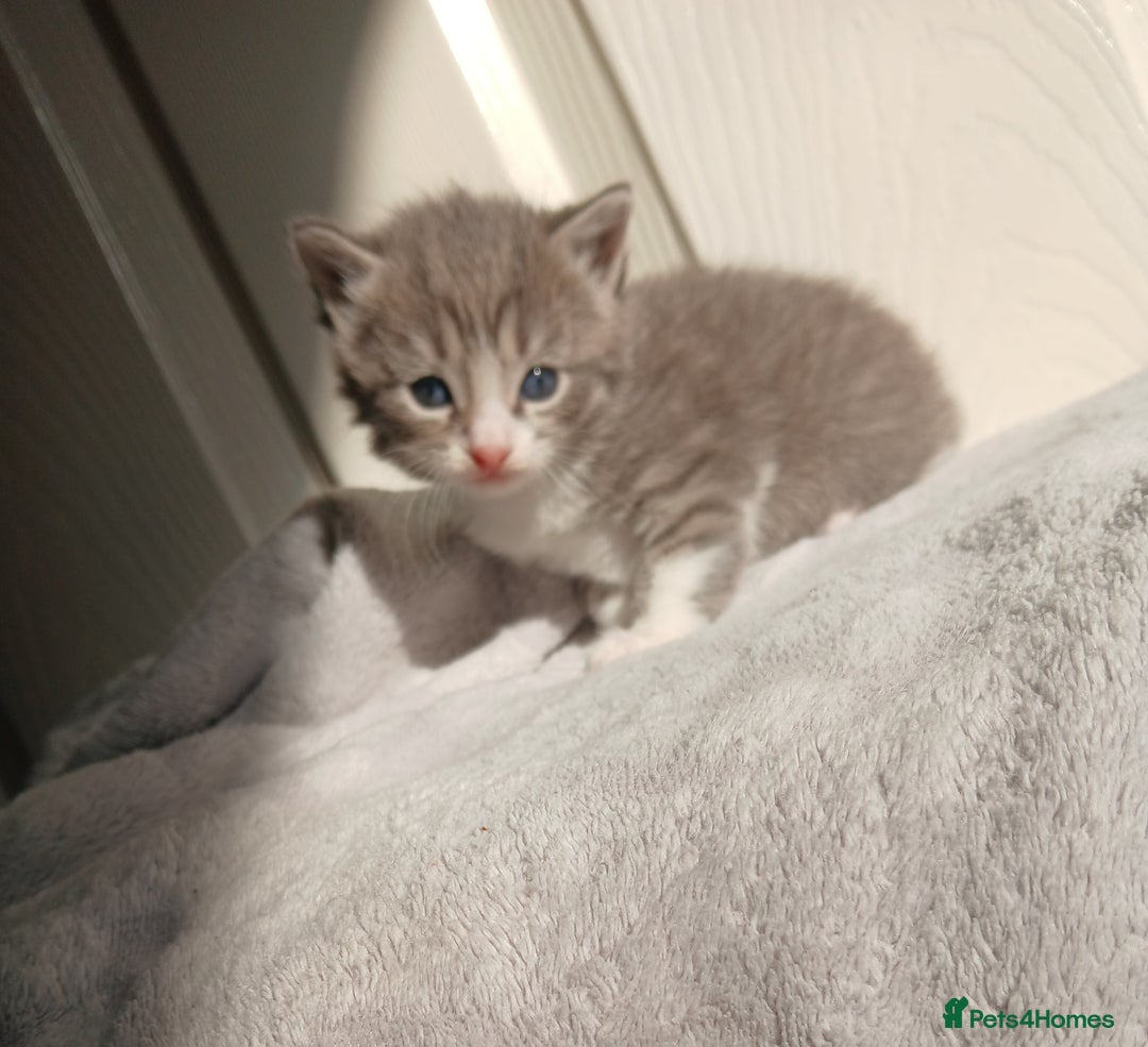 Russian Blue cats for sale: Russain blue x Maine coon Kittens for Sale - Image 3