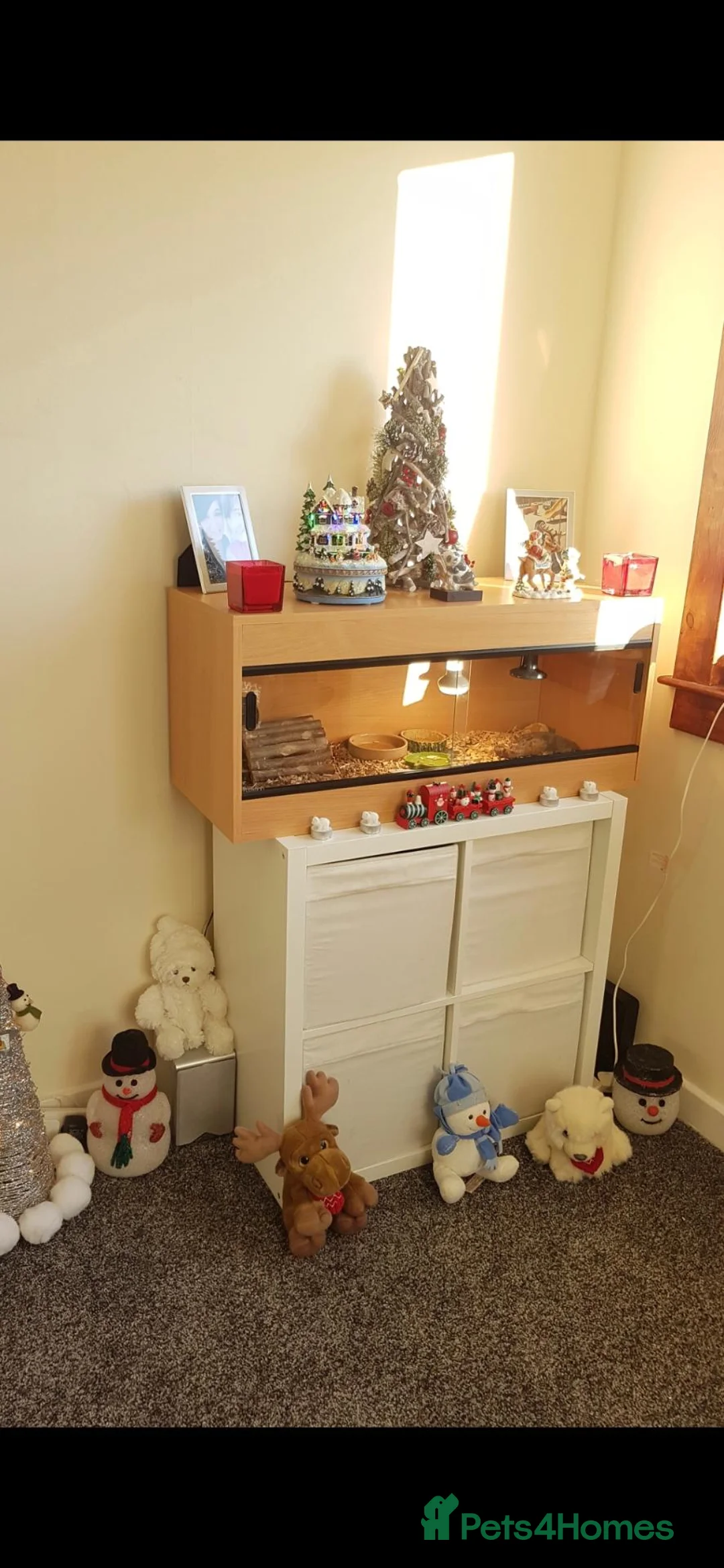 Tortoise reptiles for sale: Tortoise and vivarium  - Advert 4