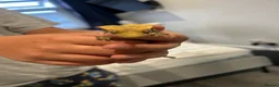 Gecko reptiles for sale: Male crested gecko 1.5yrs old  in Benfleet - Advert 1