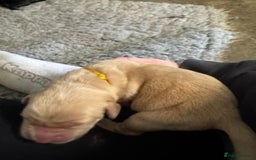 Goldador dogs for sale: Goldador Black & Golden Pups - Pets / Therapy - Image 9