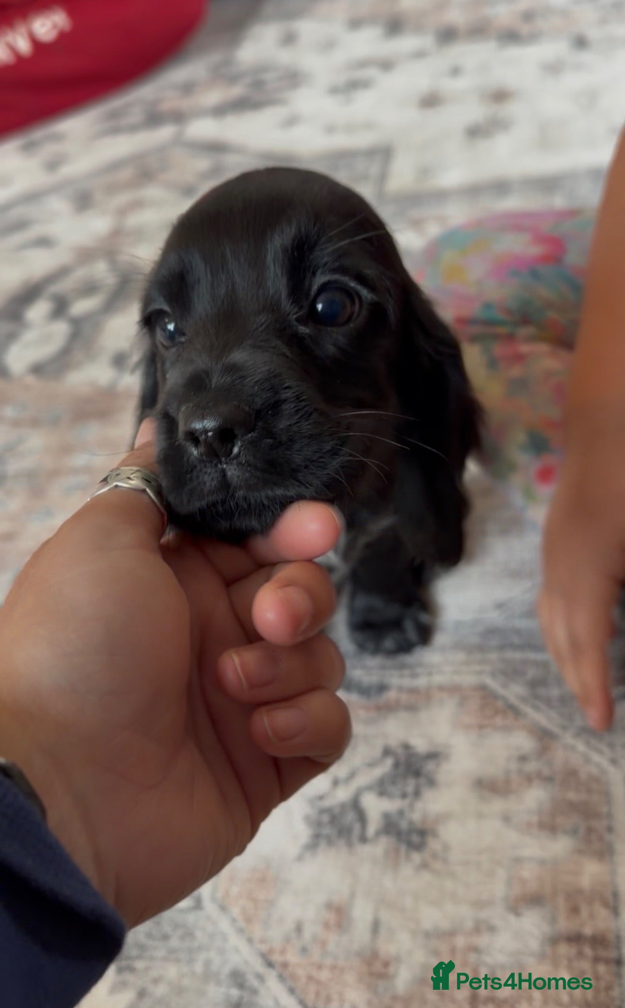 Cocker Spaniel dogs Show cocker puppies - Advert 1