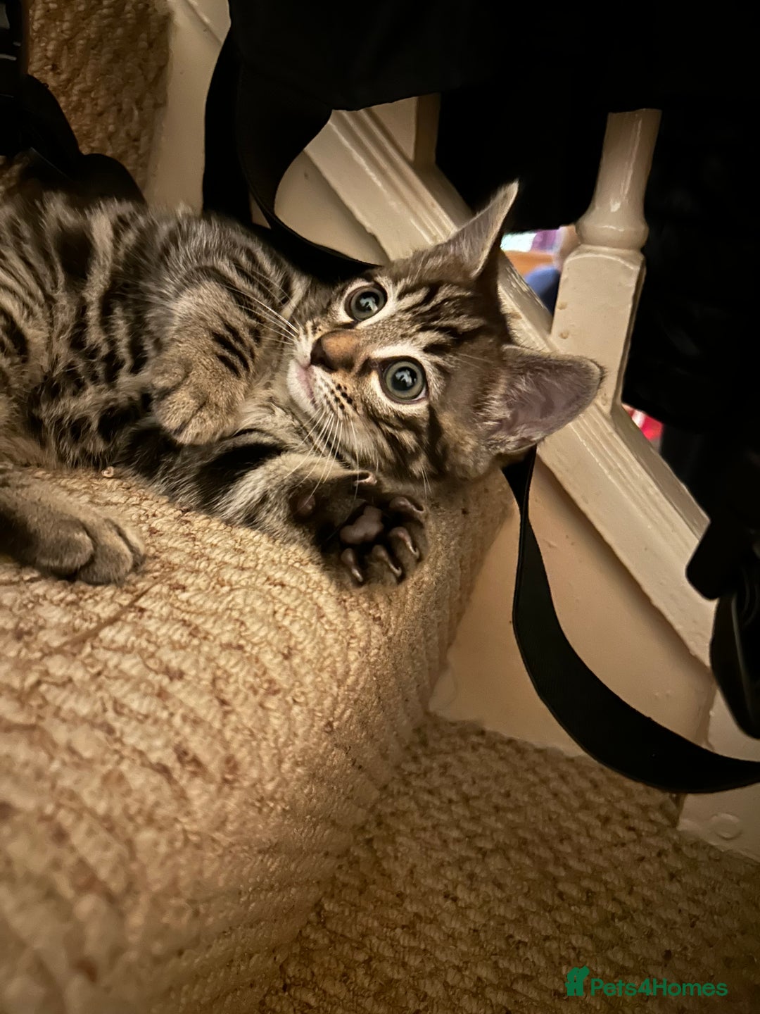 Bengal cats for sale: Bengal  - Image 3