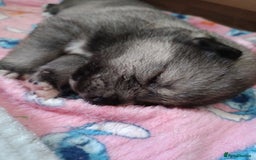 Huskita dogs for sale: Husky x puppy  - Image 4