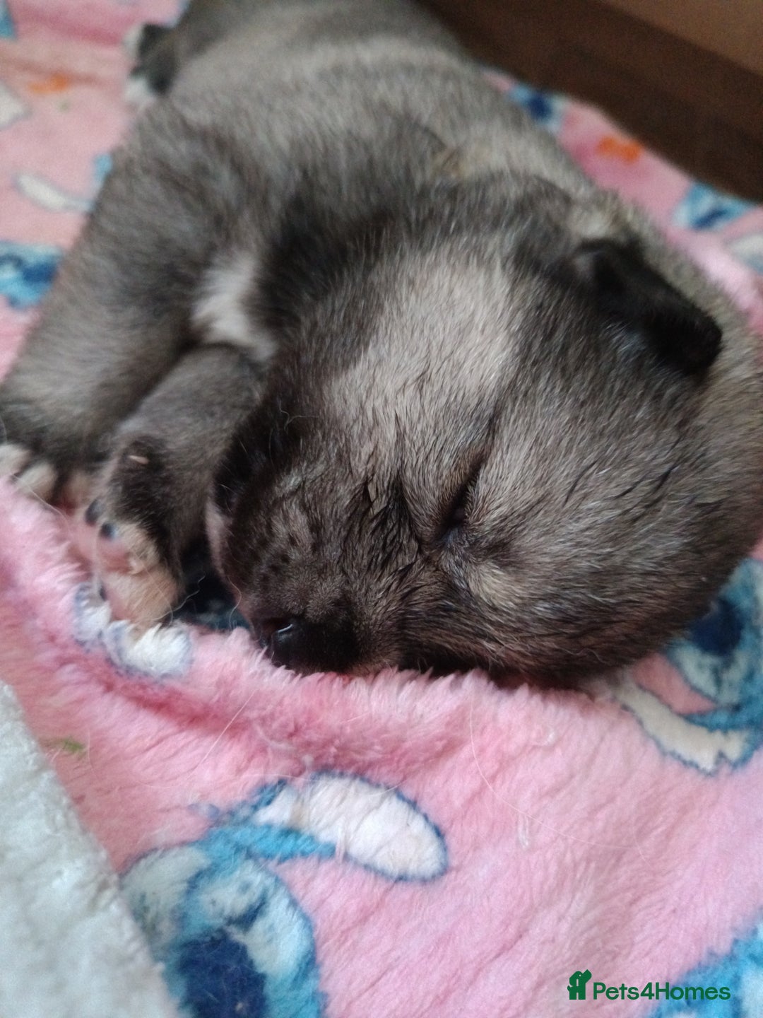 Huskita dogs for sale: Husky x puppy  - Image 4