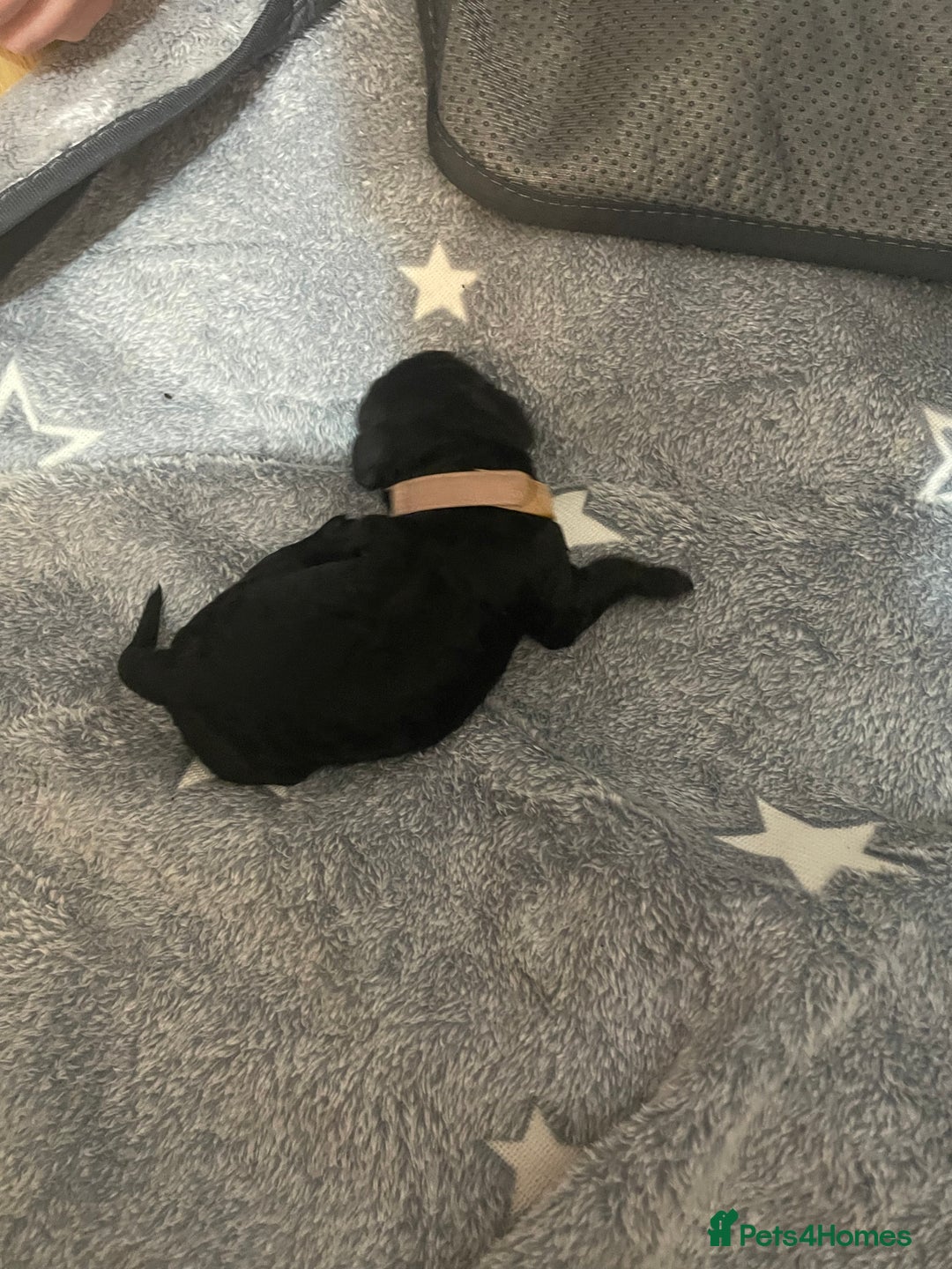 Cockapoo dogs for sale: 🐾 only one girl left F2 Cockapoo Puppies 🐾 - Advert 18