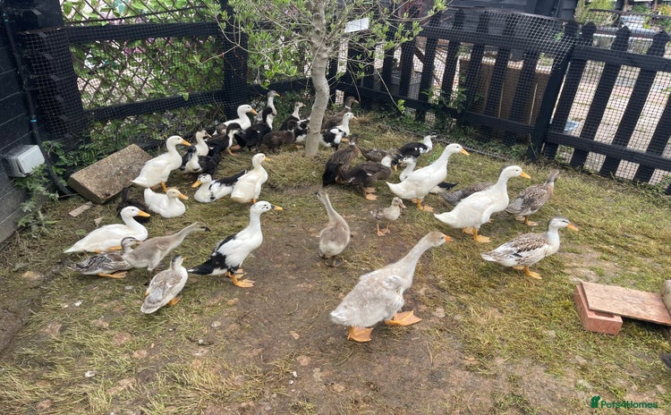 Ducks poultry - Advert 3