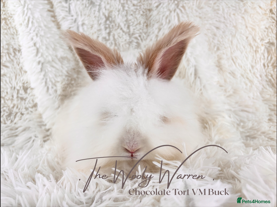 Angora rabbits for sale: Fully Vaccinated Pedigree Angoras - Advert 18