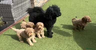 Miniature Poodle dogs - Advert 3