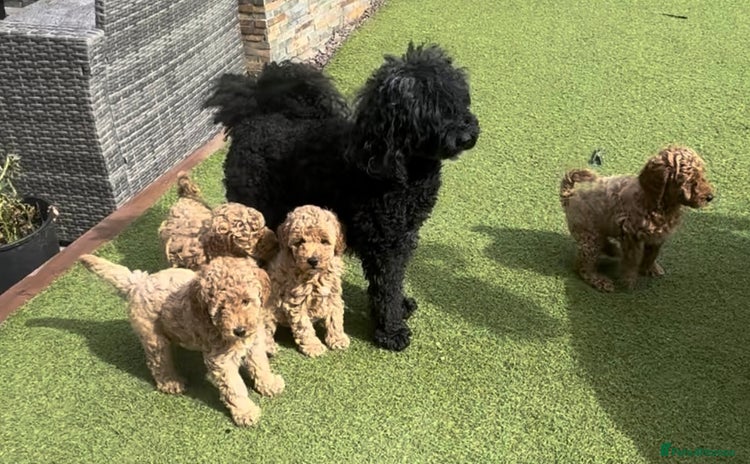 Miniature Poodle dogs - Advert 12