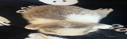 Mini Lop rabbits for sale: 🐰 Mini Lops Ready to Leave 🐰 - Advert 11