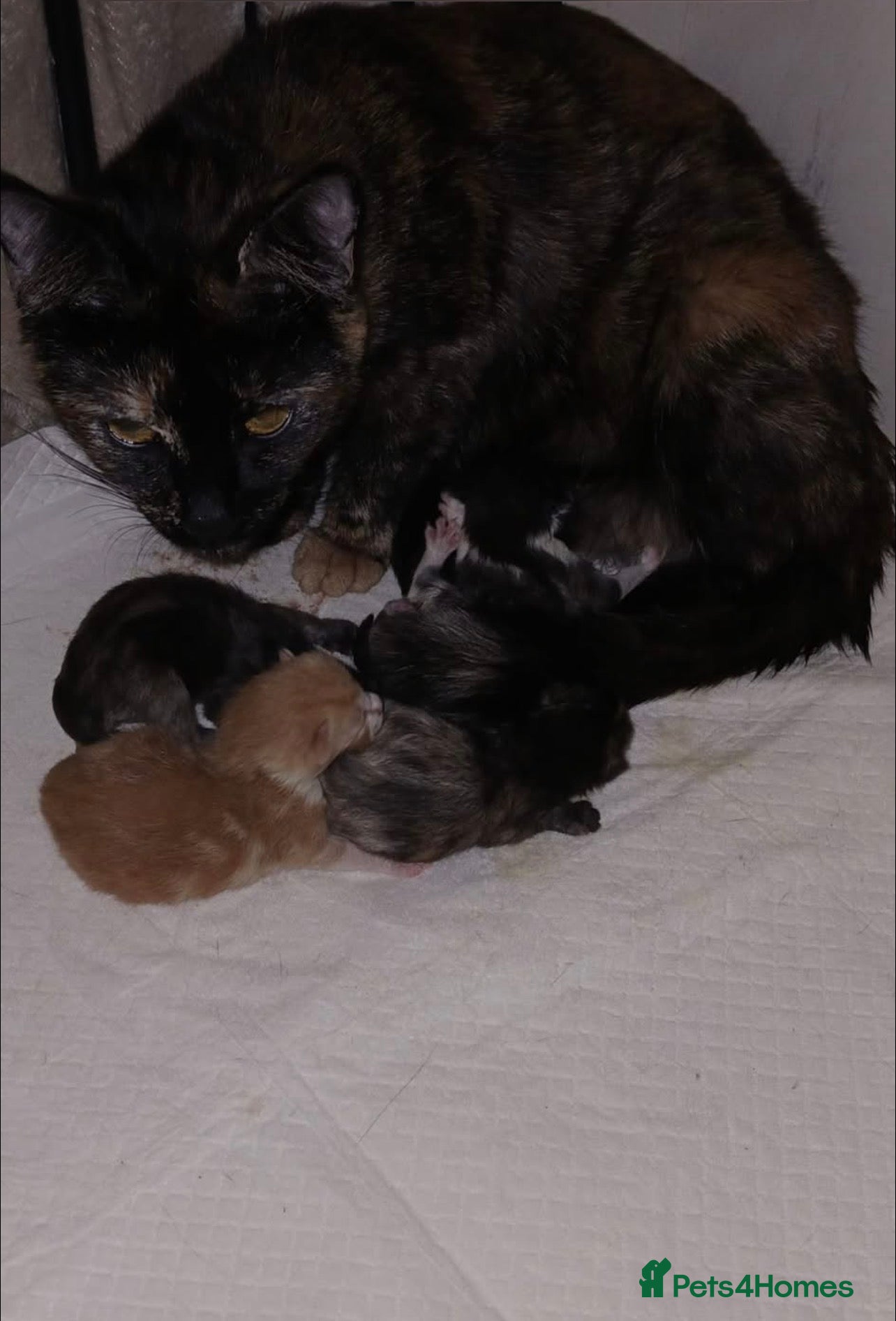 Mixed Breed cats 5 Beautiful mixed colour kittens - Advert 13