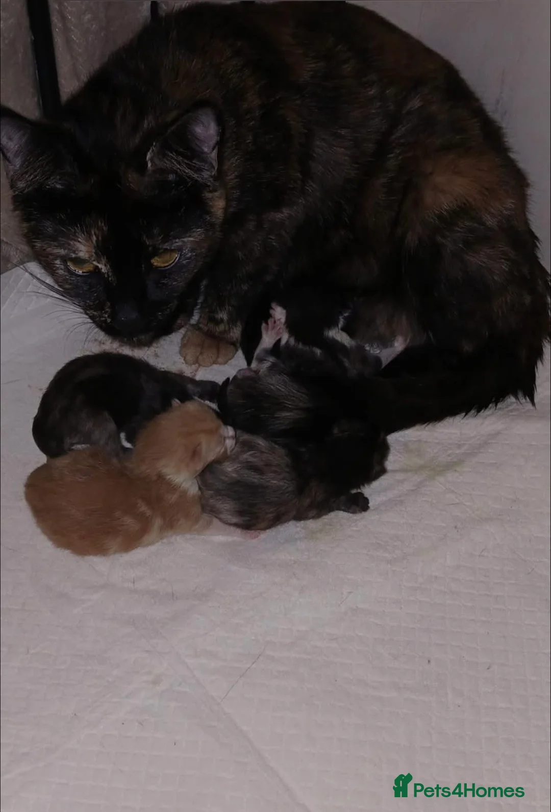 Mixed Breed cats for sale: 5 Beautiful mixed colour kittens - Advert 1