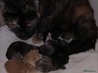 Mixed Breed cats 5 Beautiful mixed colour kittens - Advert 13