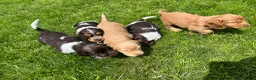 Cocker Spaniel dogs for sale: Fantastic HEALTH tested KC REG show type cocker 🐶 - Advert 7