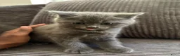 Mixed Breed cats for sale: Beautiful Ragdoll x British Shorthair Kittens  - Advert 6