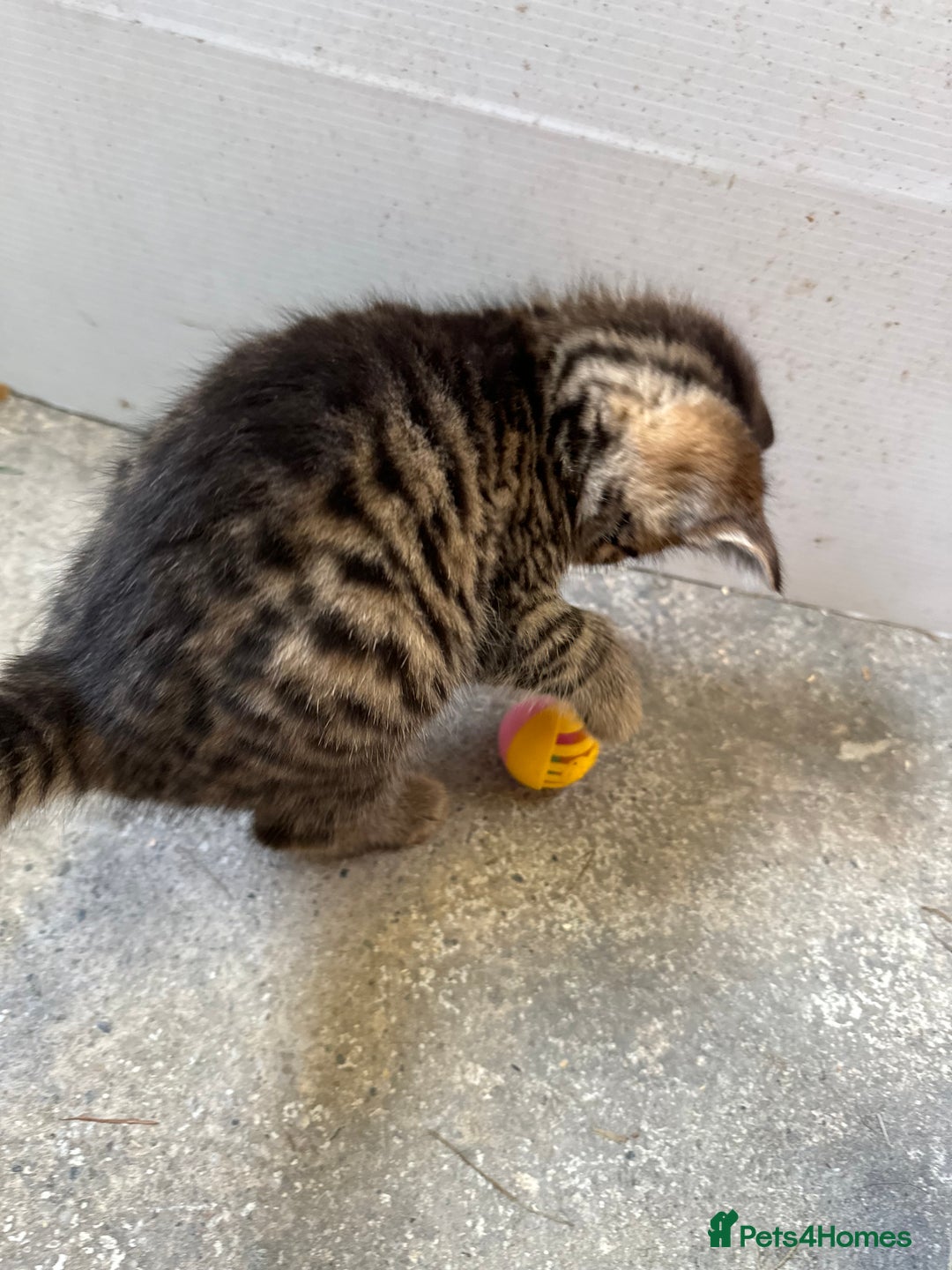 British Shorthair cats for sale: Beautiful kittens for sale - Image 36