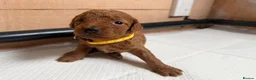 Cockapoo dogs for sale: F1b cockerpoo puppy’s  - Advert 13