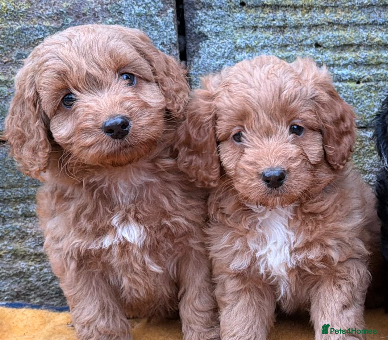 Cockapoo dogs for sale: 5 Gorgeous Toy Cockapoos - Advert 2