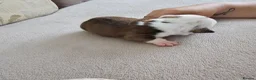English Bulldog dogs for sale: British bulldog pups in Ammanford - Advert 30