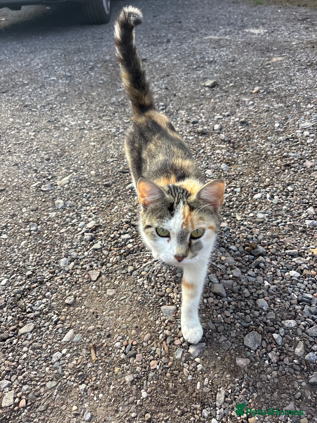 Mixed Breed cats for sale: Mix bread ginger kittens in Honiton - Advert 1