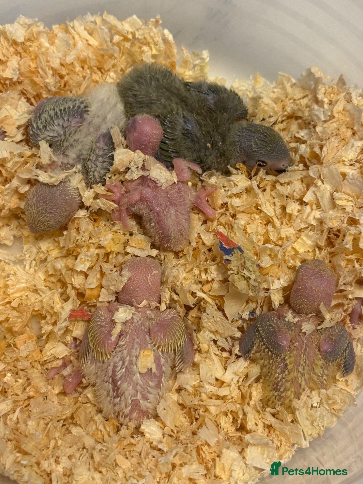 Lovebirds birds Peachface Lovebird chicks ready for reserving - Advert 1