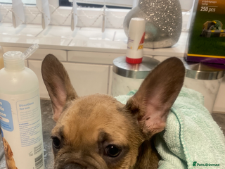 French Bulldog dogs French bulldog puppy - Advert 1