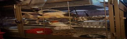 Rat rodents for sale: 4 Male Rats & Cage - Advert 4