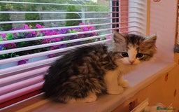 Mixed Breed cats for sale: Persian Chinchilla Cross Kittens - Image 19
