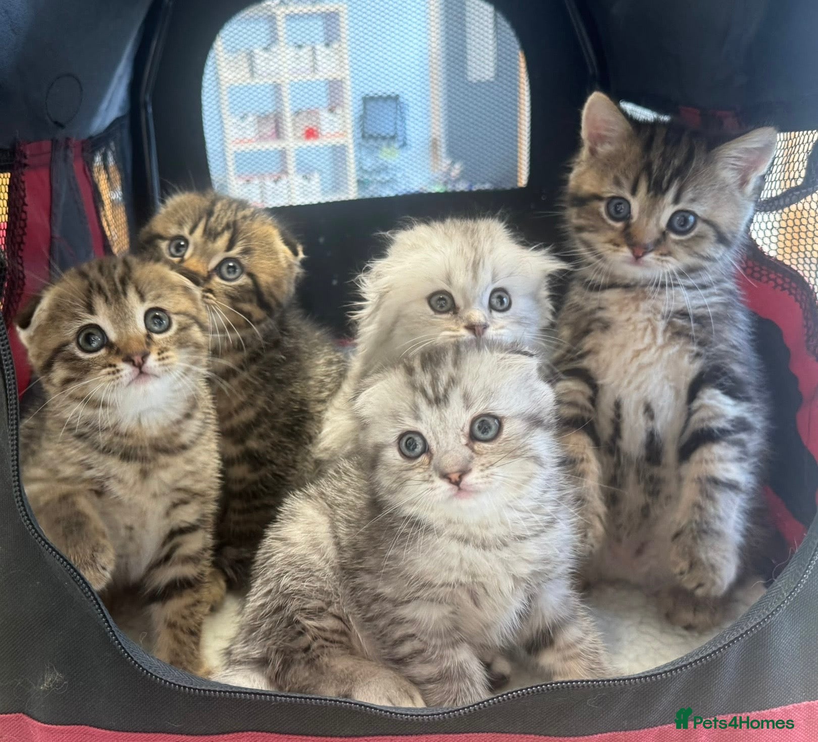 Scottish Fold cats Scottish Fold kittens  - Advert 2