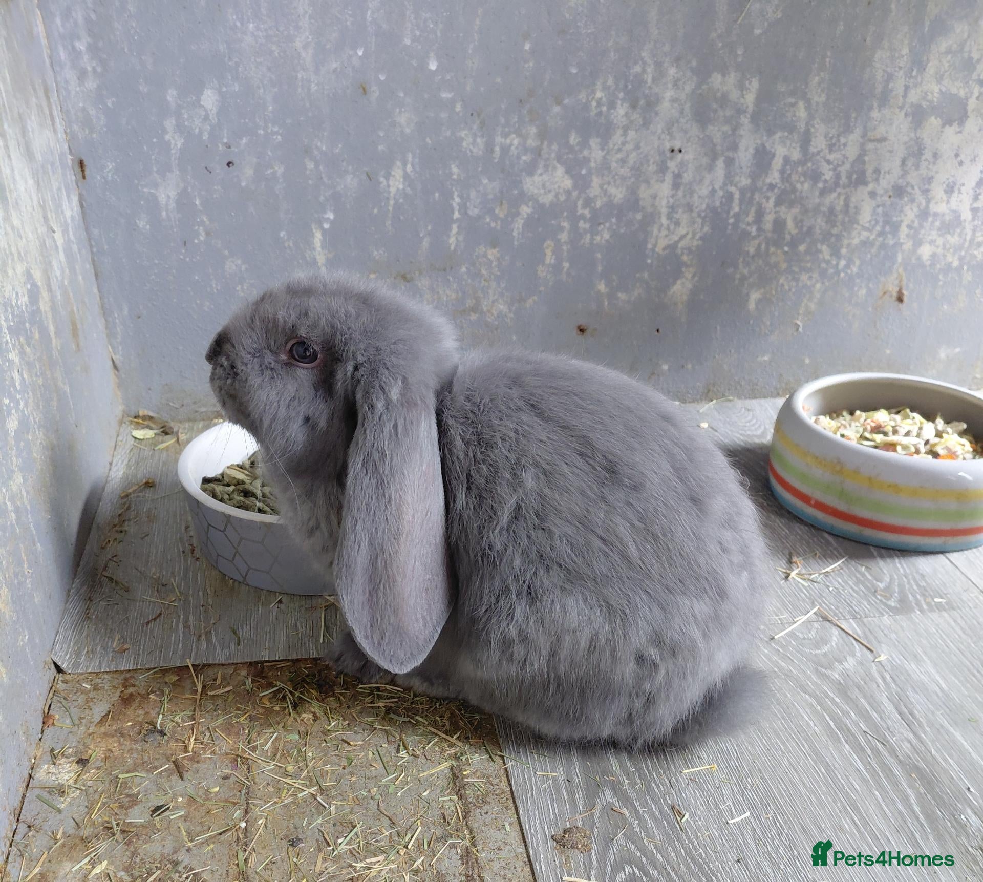 French Lop rabbits Vaccinated last blue female ready now  - Advert 2