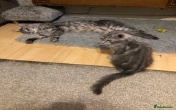 Maine Coon cats for sale: Maine coon kitten Female - Advert 2