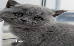 British Shorthair cats for sale: GCCF Registered British Shorthair Kittens for Sale - Image 11