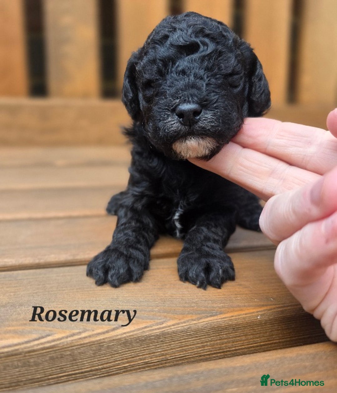 Cavapoo dogs for sale: Miniature cavapoo f1bb puppies - Image 17