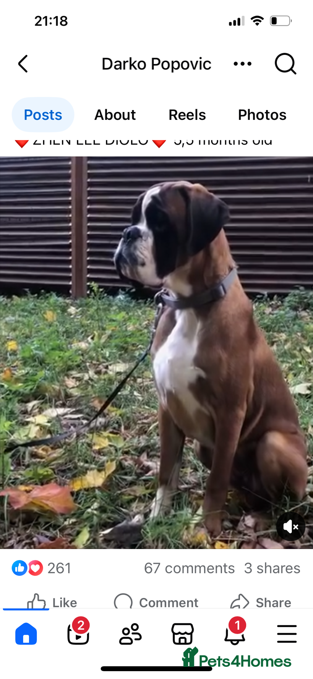 Boxer dogs for stud: Extensively Health Tested European Stud in Cardiff - Advert 4