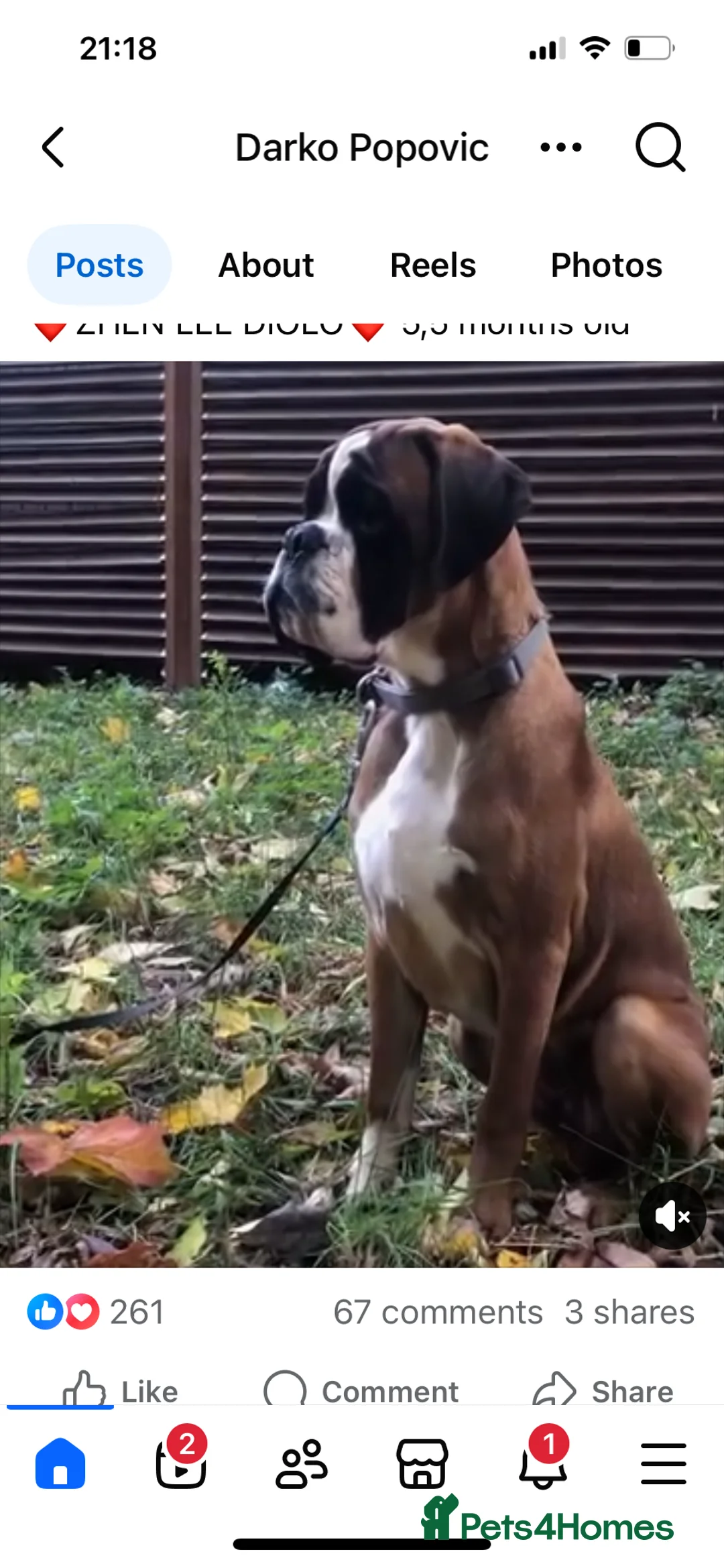Boxer dogs for stud: Extensively Health Tested European Stud in Cardiff - Advert 4