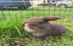 Mini Lop rabbits for sale: Adorable mini lops for sale - Image 1