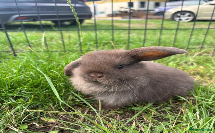 Mini Lop rabbits for sale - Advert 2