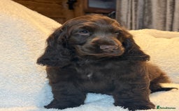 Cocker Spaniel dogs for sale: KC Show Cocker Spaniel boy fully vaccinated  - Image 1
