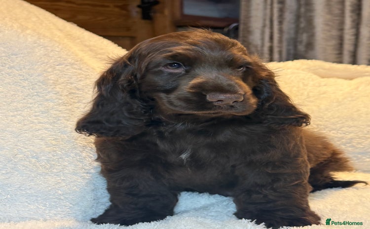 Cocker Spaniel dogs - Advert 10