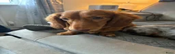 Dachshund dogs for sale: Mrs Sharon McLaughlin  - Advert 2